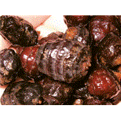 Black tigernuts en sac de 3 Kg