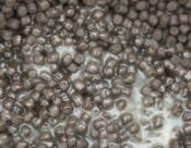 Natural P (pellets poisson protins)